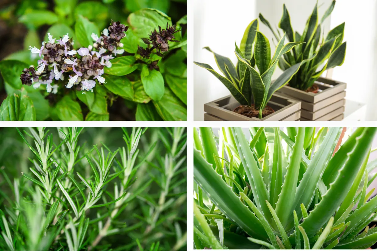Các loại cây trồng được trồng nhiều trong phòng bếp