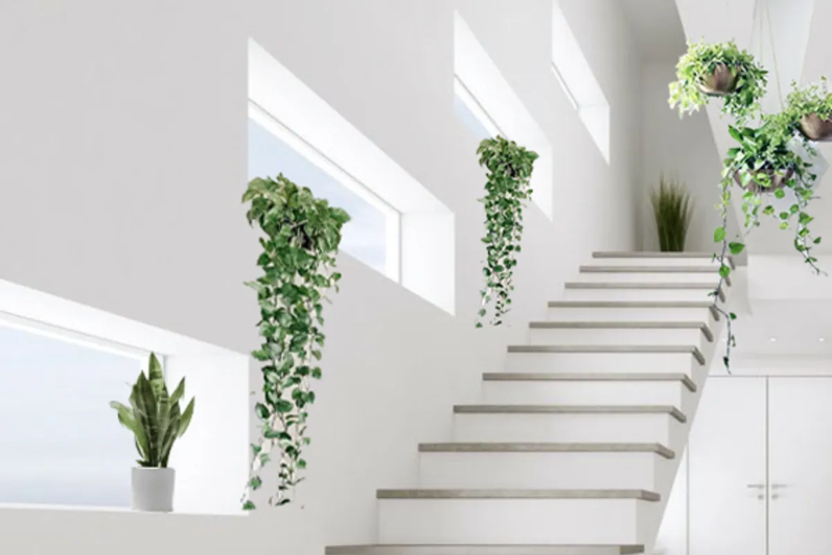 Cách lựa chọn cây cảnh đặt ở cầu thang nhằm thu hút vượng khí và tài lộc