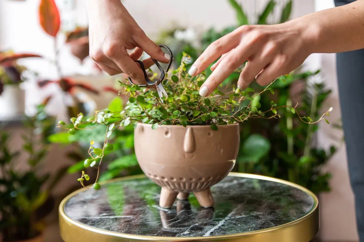 Cắt tỉa cành và lá trước khi đi