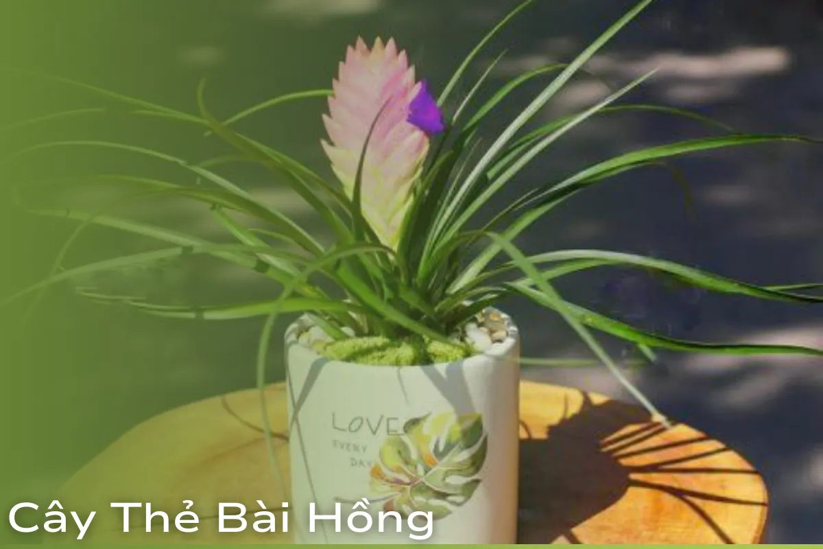 Cây Cảnh Hợp Mệnh Hỏa Vượng khí và vận may cho không gian sống