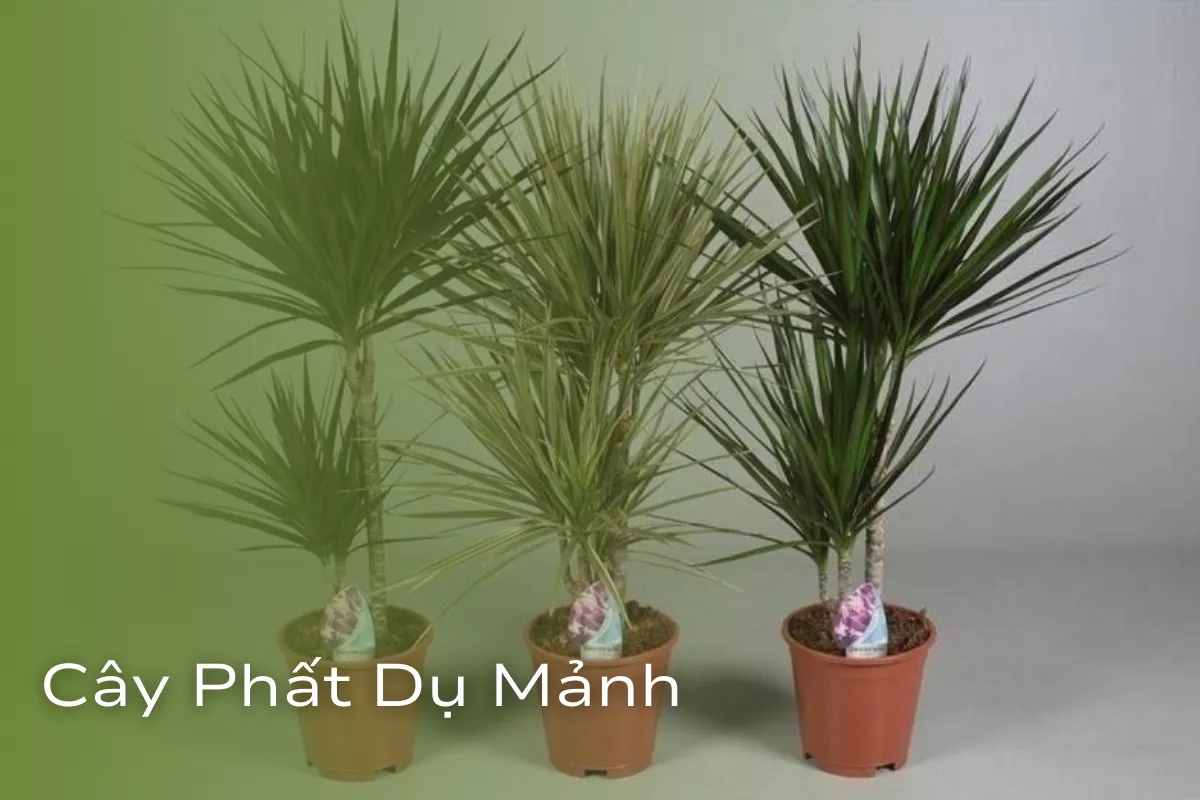 Cây Vượng khí và vận may cho không gian sống