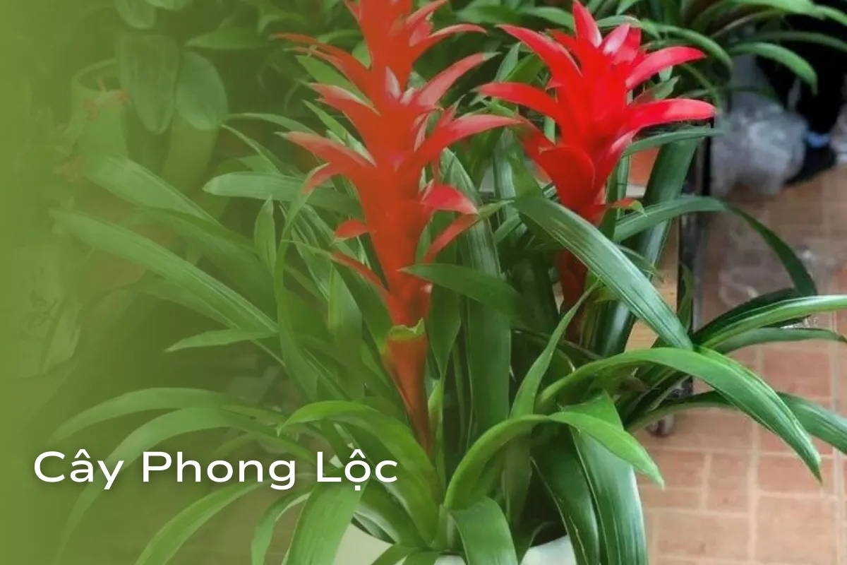 Cây Cảnh Hợp Mệnh Hỏa Vượng khí và vận may cho không gian sống
