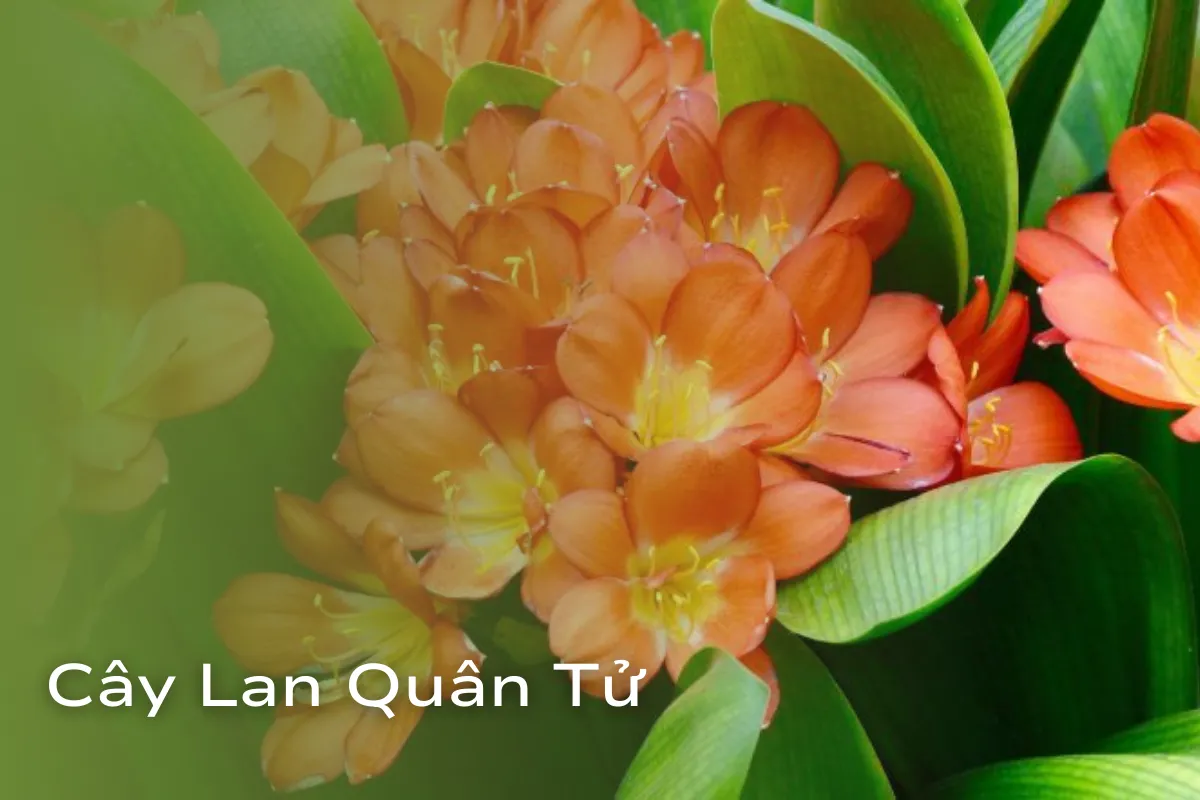 Cây Cảnh Hợp Mệnh Hỏa Vượng khí và vận may cho không gian sống