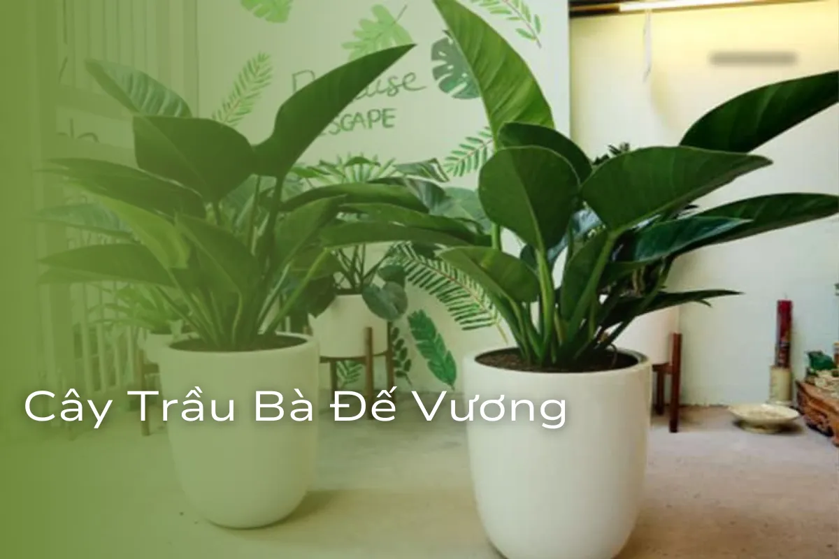 Vượng khí và vận may cho không gian sống