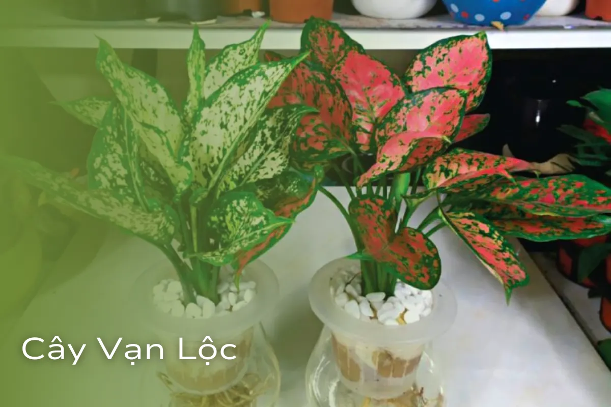 Vượng khí và vận may cho không gian sống