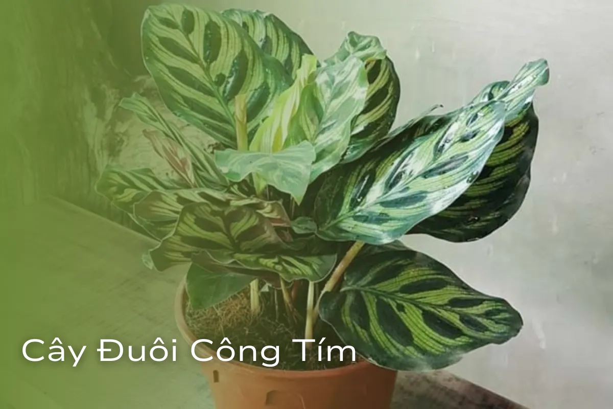Cây Cảnh Hợp Mệnh Hỏa Vượng khí và vận may cho không gian sống
