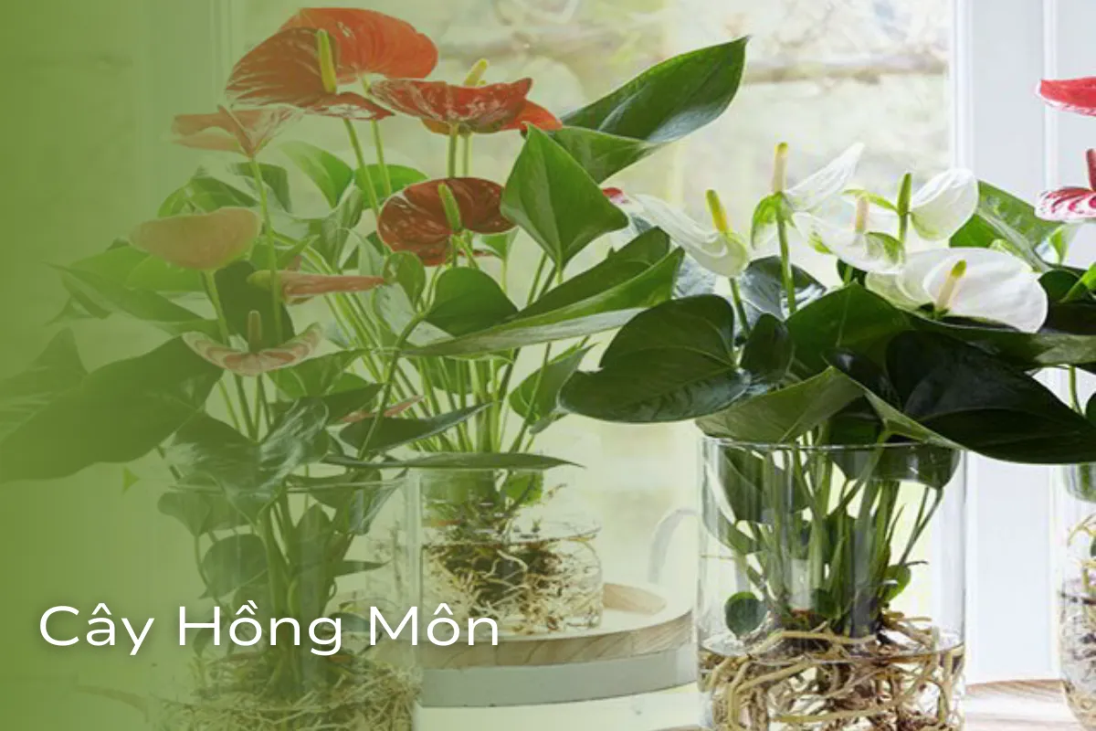 Vượng khí và vận may cho không gian sống
