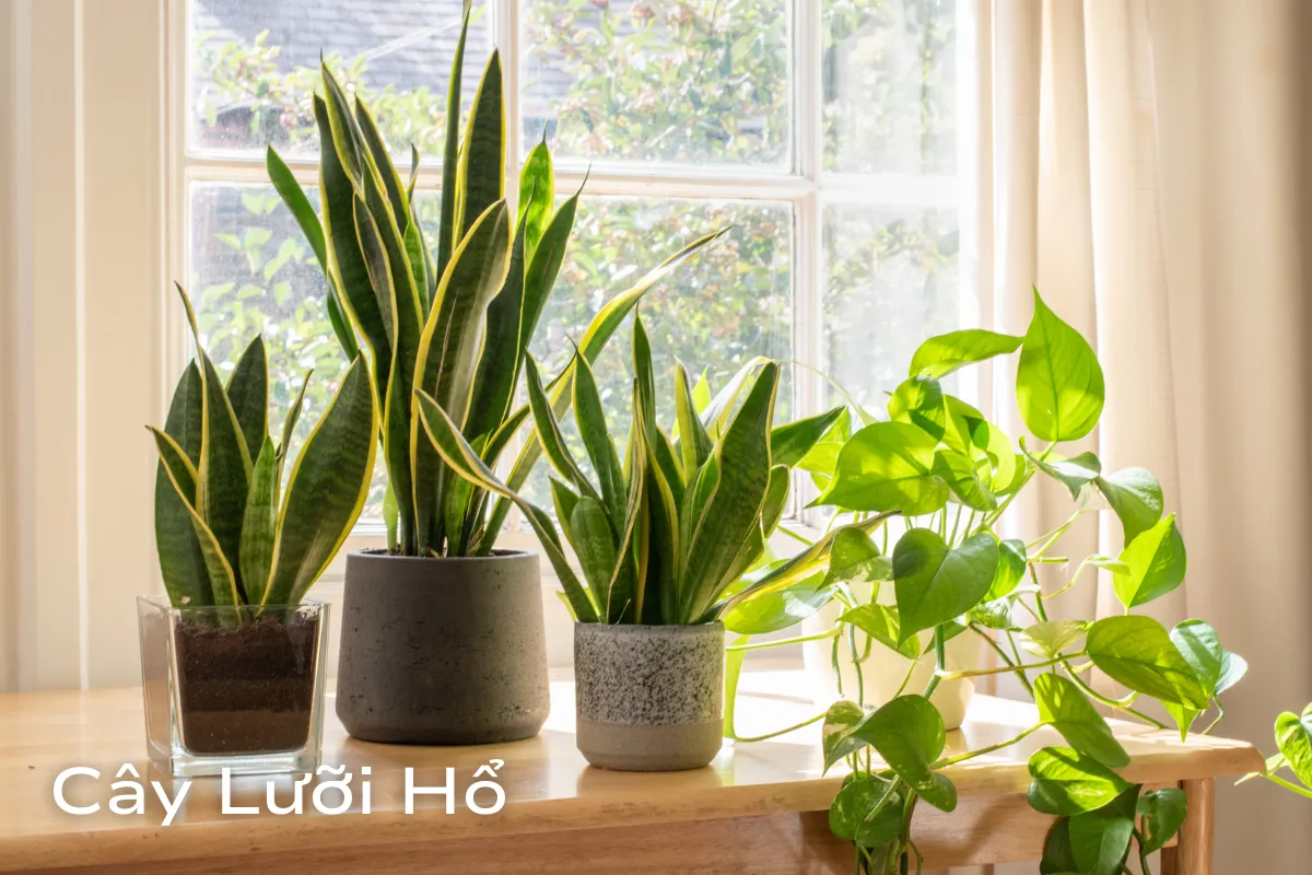 Cây Cảnh Hợp Mệnh Thổ sức sống và may mắn cho ngôi nhà bạn