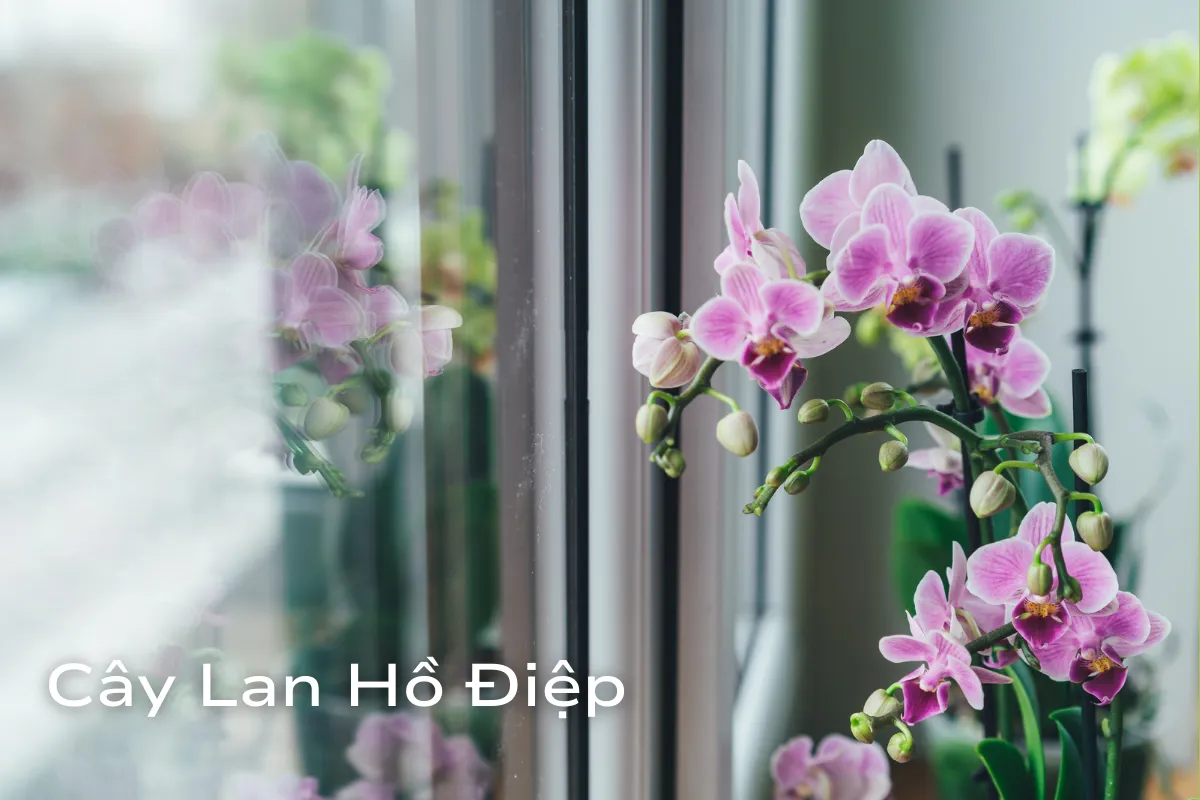 sức sống và may mắn cho ngôi nhà bạn