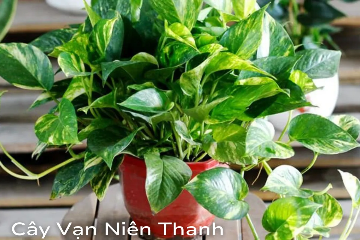 sức sống và may mắn cho ngôi nhà bạn 3