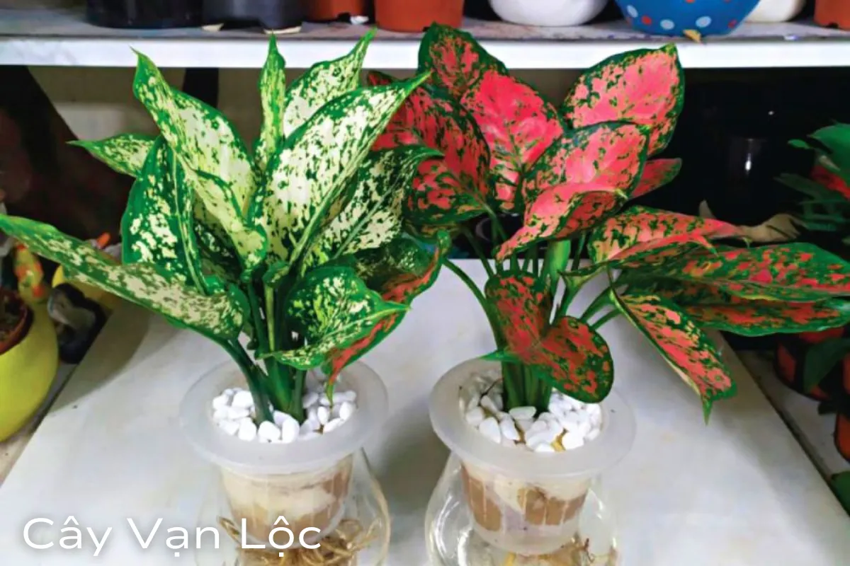 Sự hài hòa và tương sinh trong kiến trúc 5