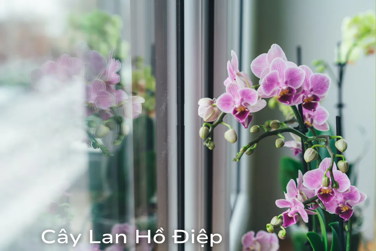 Sự hài hòa và tương sinh trong kiến trúc