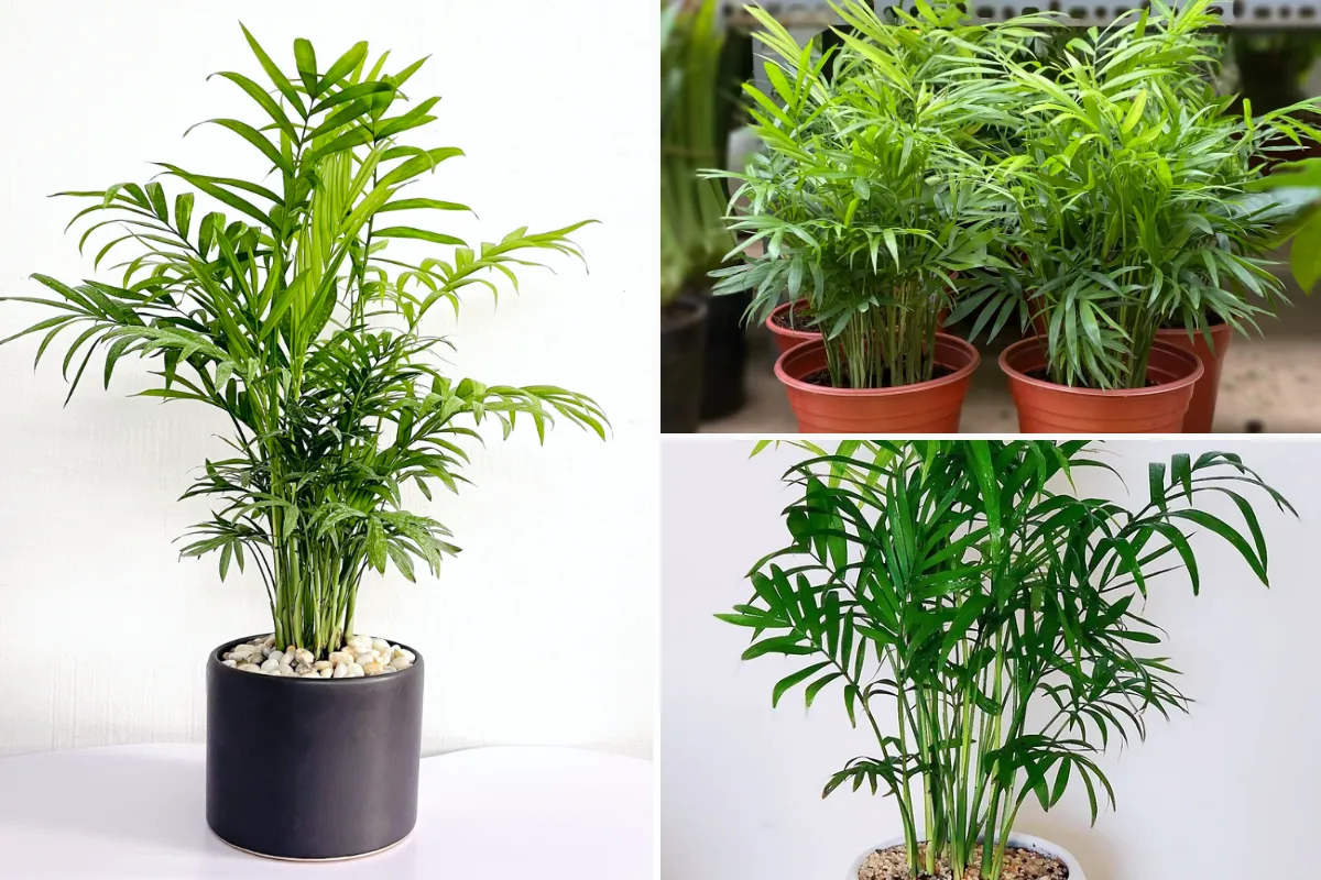Cây Cau Tiểu Trâm - Lựa chọn lý tưởng cho không gian sống thân thiện