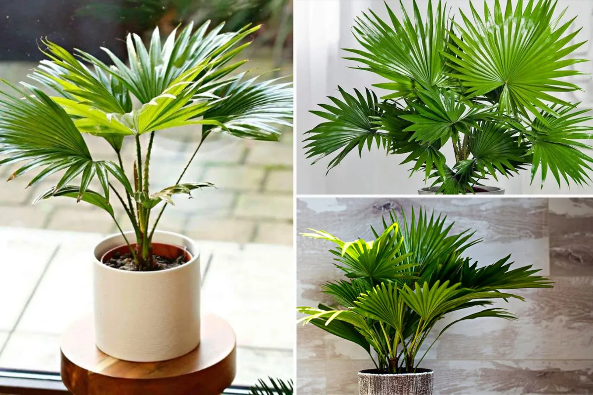 Cây Cọ Cảnh còn được gọi là cây Cọ Lùn hay cây Cọ Cảnh Mini