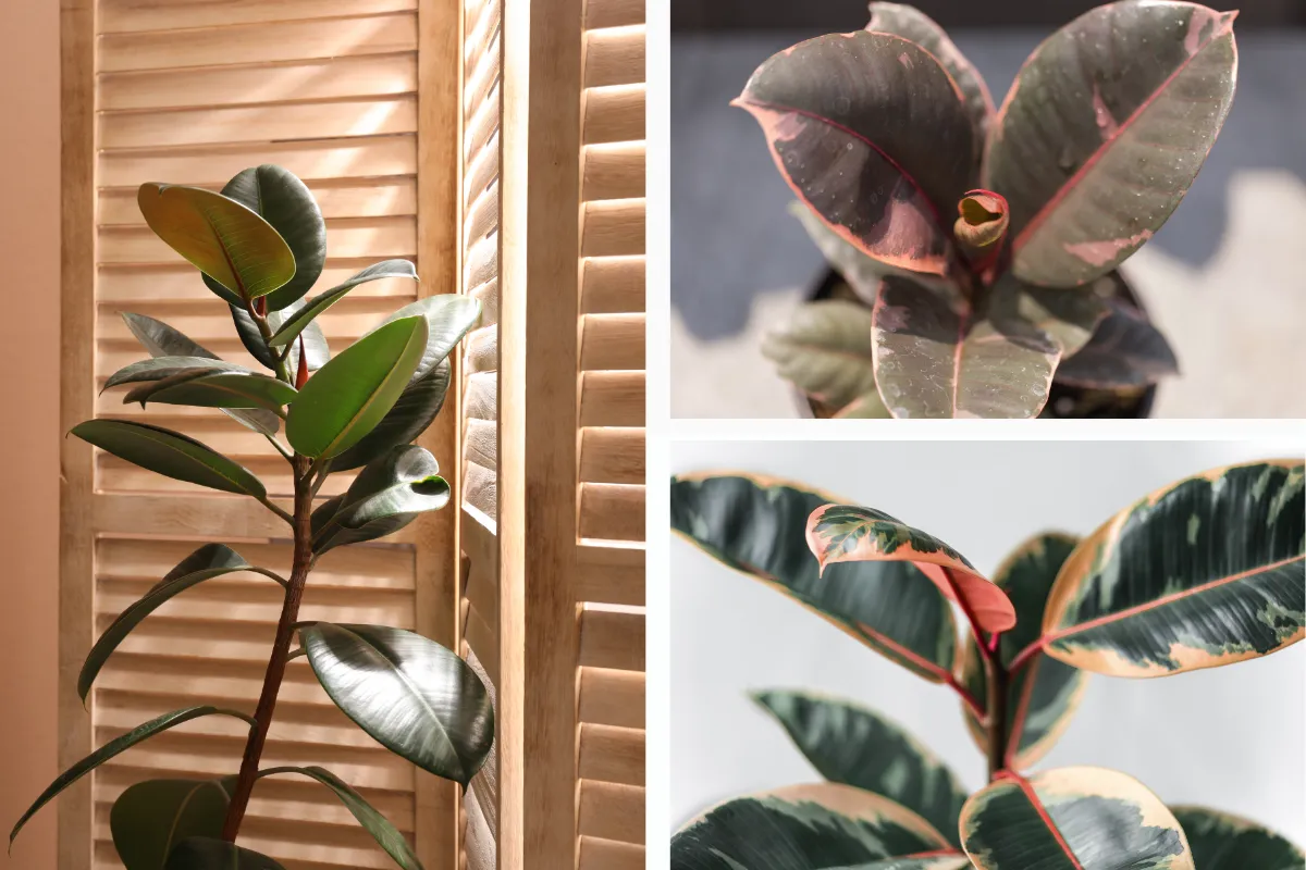 Cây Đa Búp Đỏ (Ficus Elastica) - Cây cảnh nội thất được trồng nhiều thứ tám