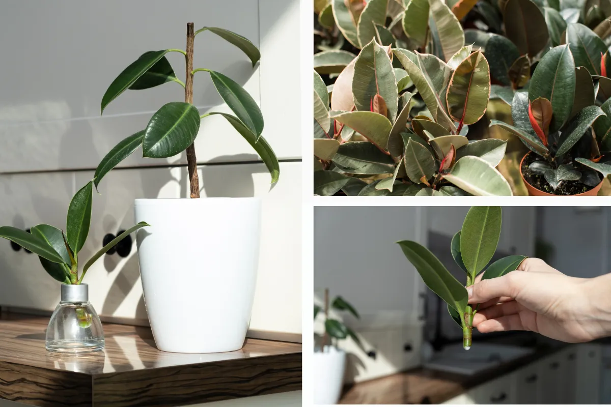 Một số hình ảnh về cây cảnh trong nhà - cây Đa Búp Đỏ