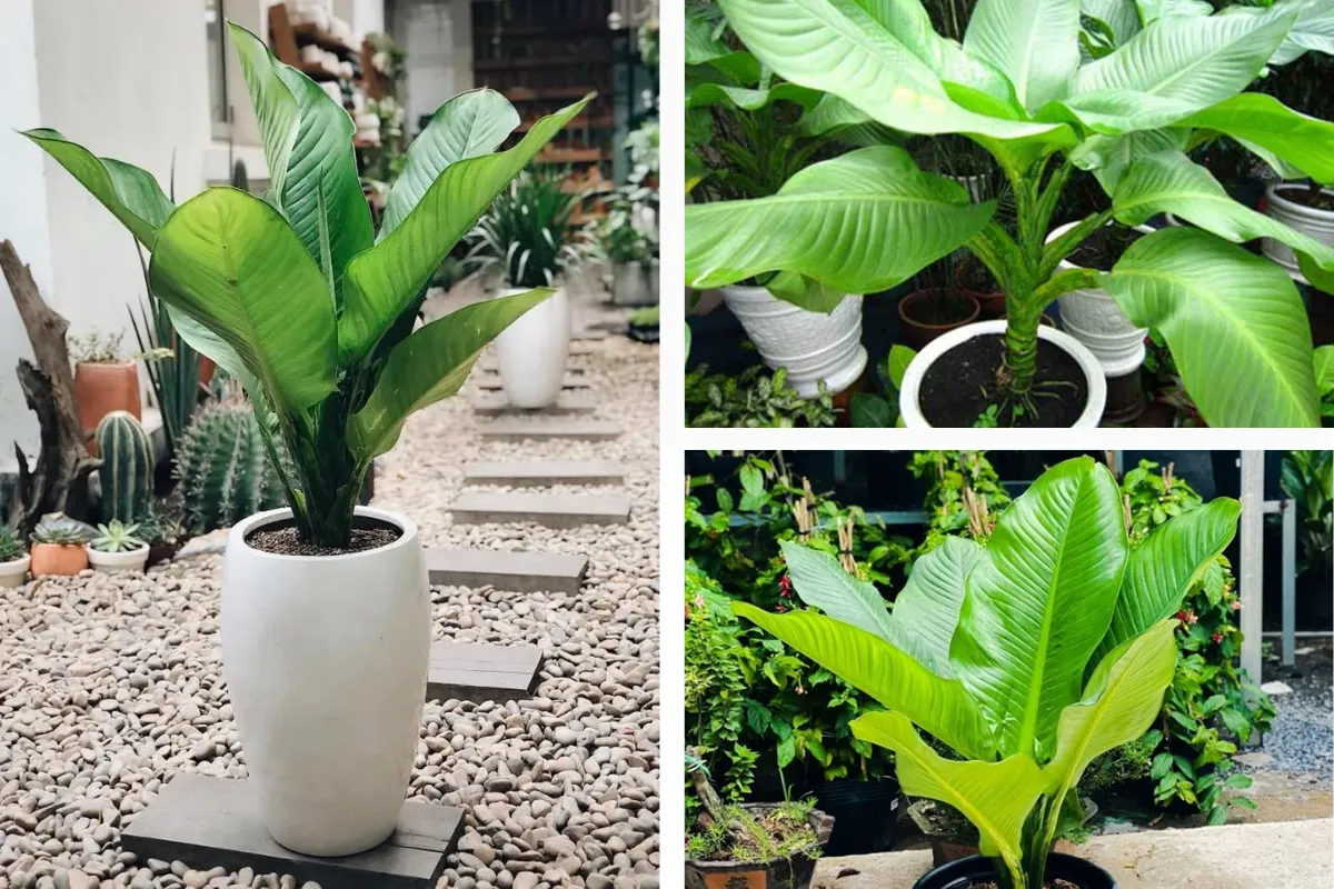 Một số hình ảnh về cây Đại Phú Gia