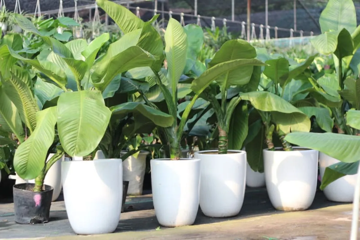 Cây Đại Phú Gia - Biểu tượng của sự phú quý và sang trọng trong không gian sống