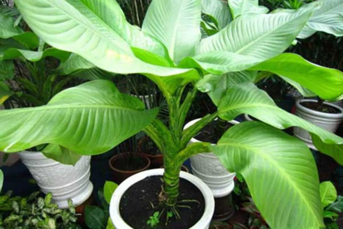 Cây Đại Phú Gia - Cây cảnh đặt ở chân cầu thang được ưa chuộng nhất