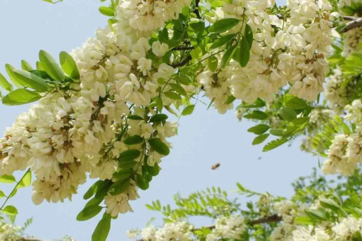 Cây Hoa Hòe là biểu tượng của sự thịnh vượng và may mắn
