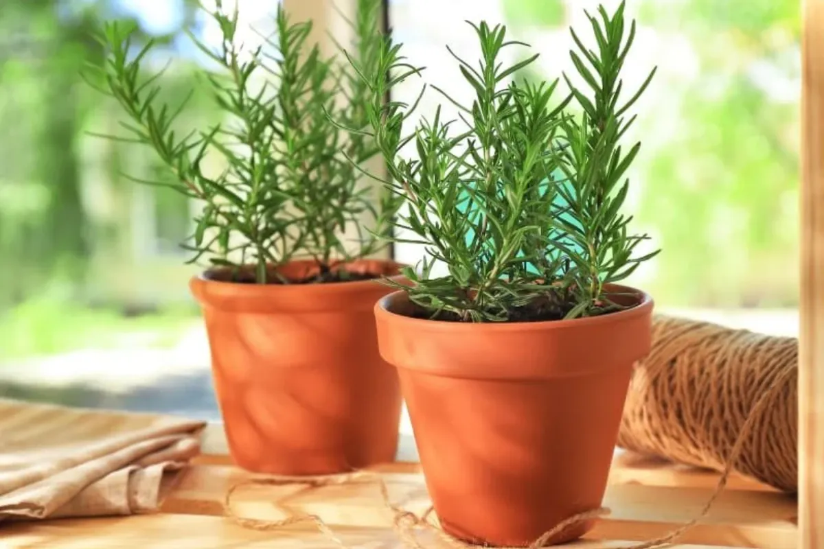 Sự lựa chọn đầy ý nghĩa cho mùa Giáng Sinh