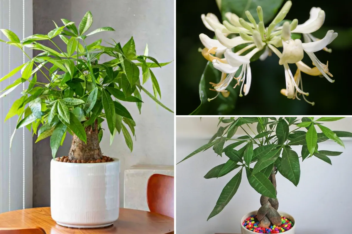 Cây Kim Ngân là biểu tượng của sự giàu có và thịnh vượng