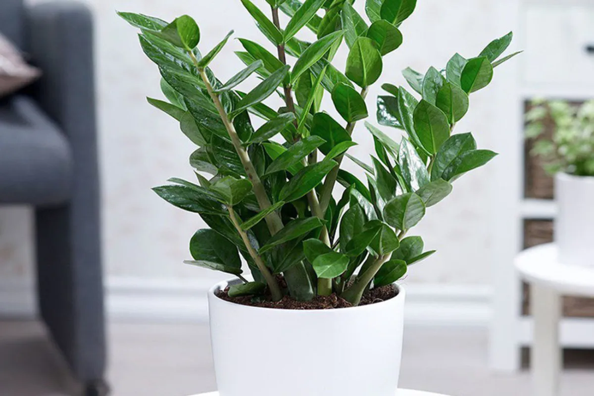 Biểu tượng của sự may mắn và sức sống bền bỉ