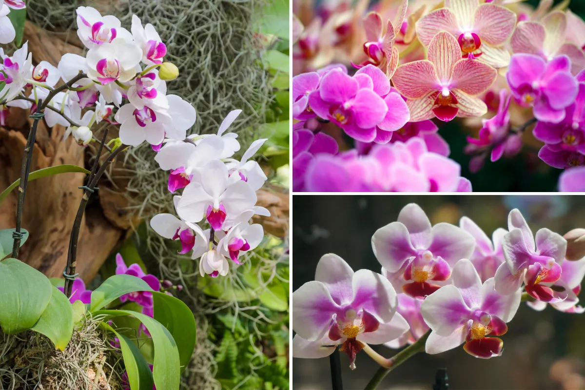 Cây Lan Hồ Điệp (Phalaenopsis) - Cây cảnh được trồng nhiều thứ sáu