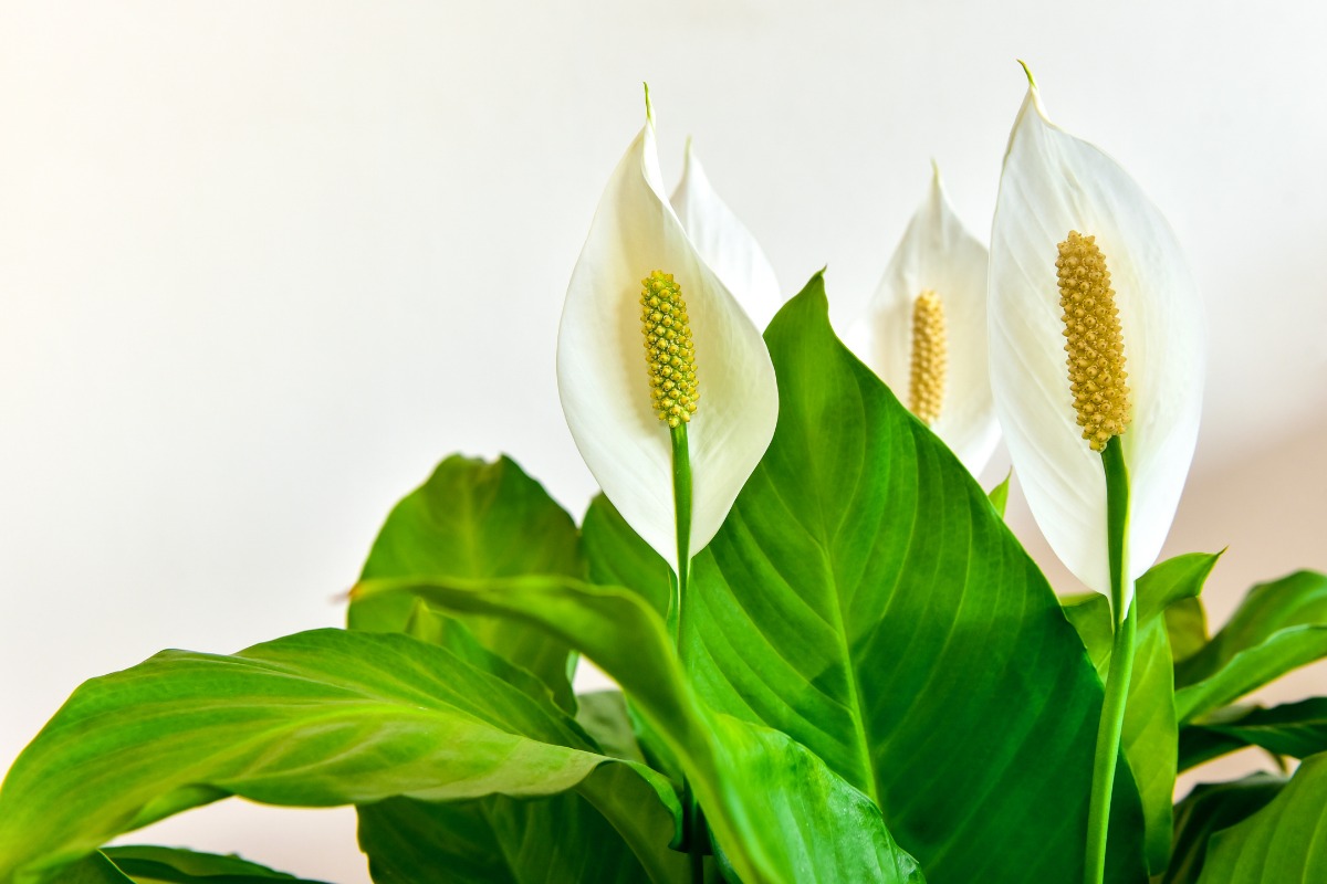 Cây Lan Ý có tên khoa học là Spathiphyllum Wallisii