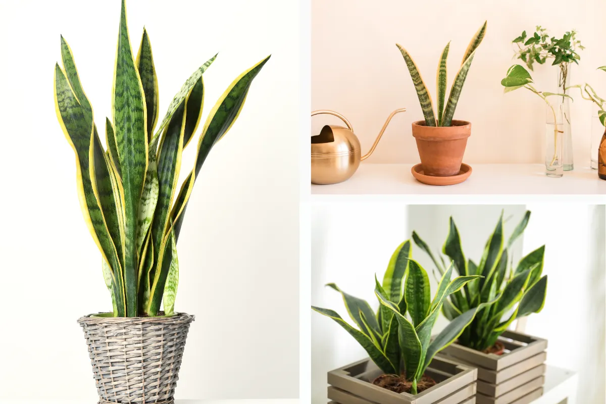 Cây Lưỡi Hổ (Sansevieria Trifasciata) - Cây cảnh nội thất được trồng nhiều thứ chín