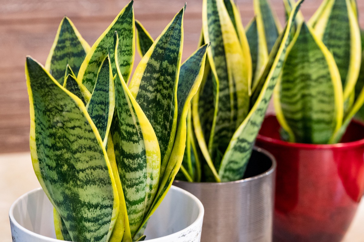 Cây Lưỡi Hổ có tên khoa học là Sansevieria Trifasciata