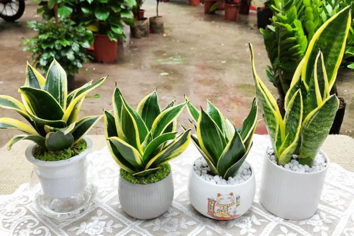 Trong phong thủy, cây Lưỡi Hổ đem đến sức mạnh và sự may mắn như thế nào