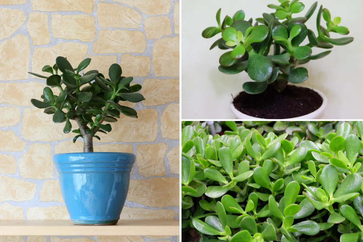 Cây Phỉ Thúy giống hệt như những viên ngọc quý tạo nên một vẻ đẹp sang trọng