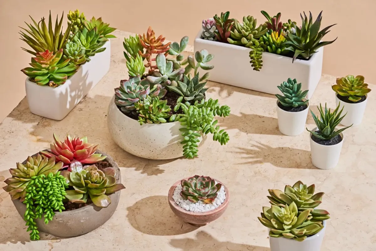 Cây Sen Đá - Sự lựa chọn độc đáo cho việc trang trí Giáng Sinh