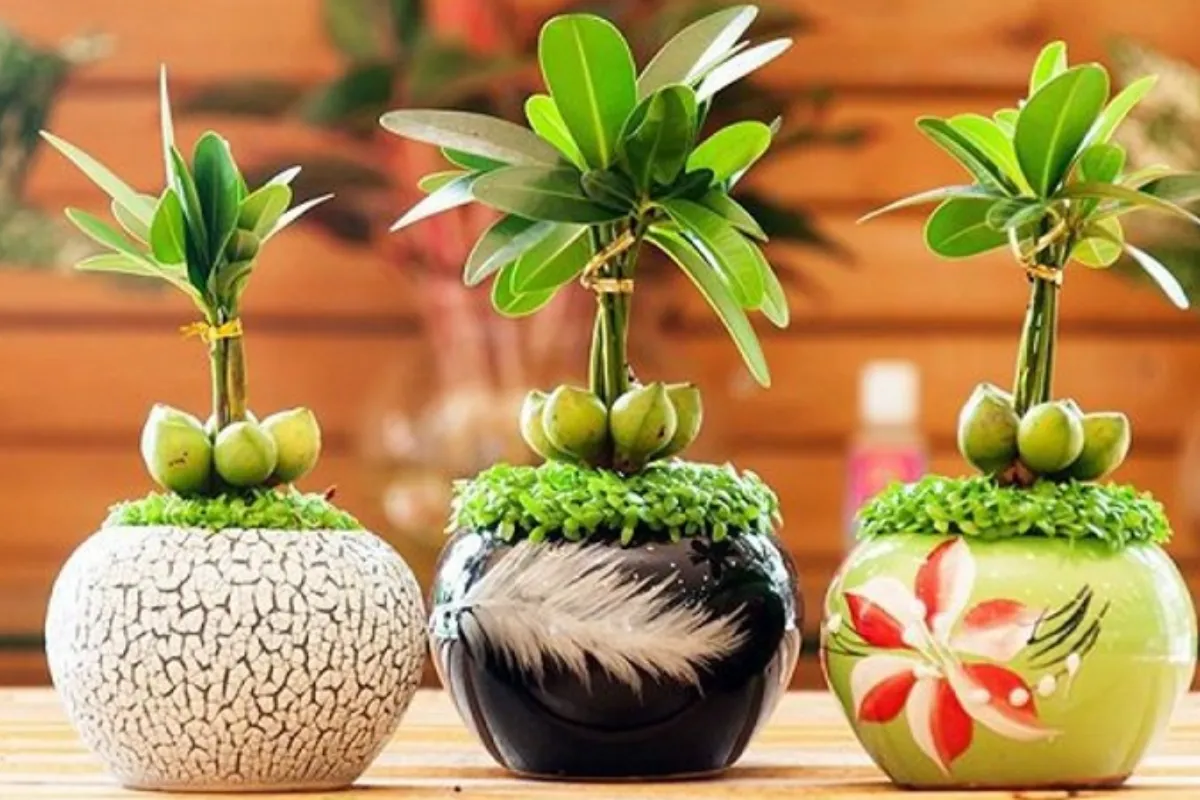 Cây Tài Lộc - Điểm nhấn đầy ý nghĩa cho một mùa Giáng Sinh an lành