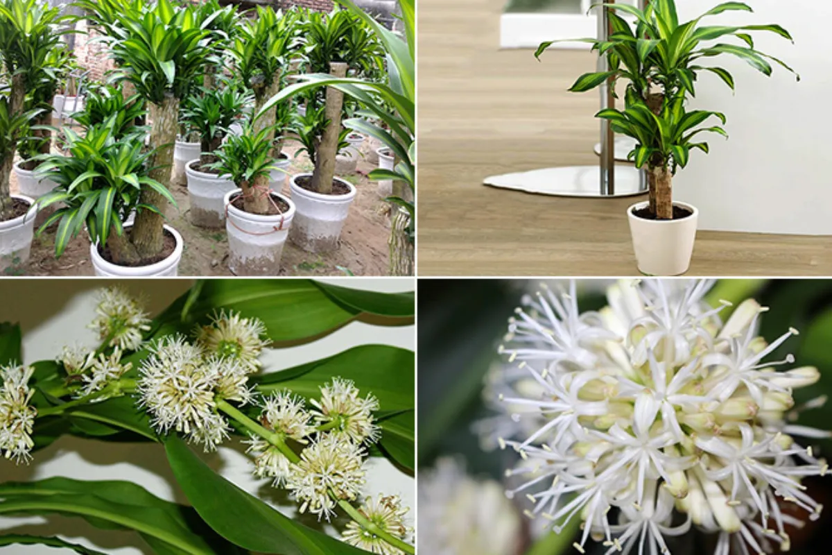 Loài cây mang đến cho không gian sống may mắn và bình an