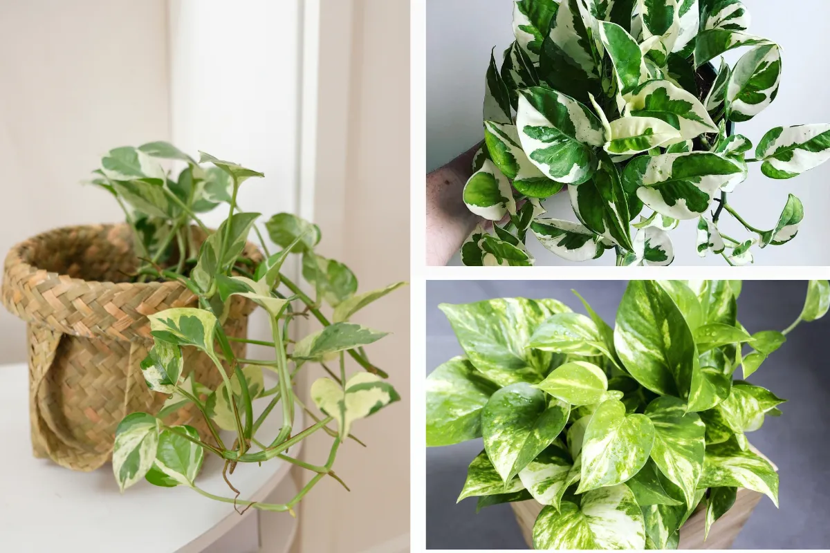 Một số hình ảnh về cây cảnh trong nhà - cây Trầu Bà