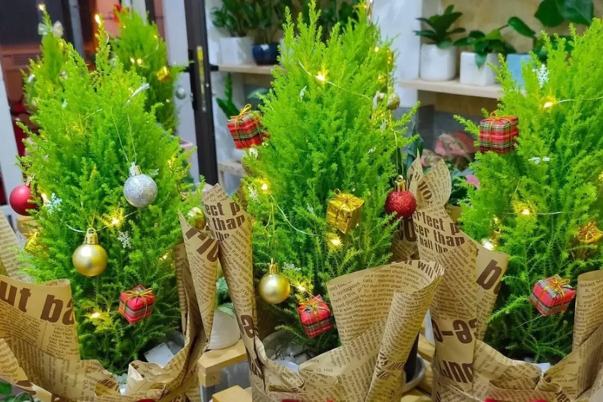 Cây Tùng Thơm - Sắc xanh và hương thơm của mùa Giáng Sinh