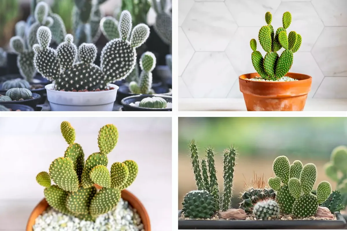 Một số hình ảnh về cây Xương Rồng Tai Thỏ