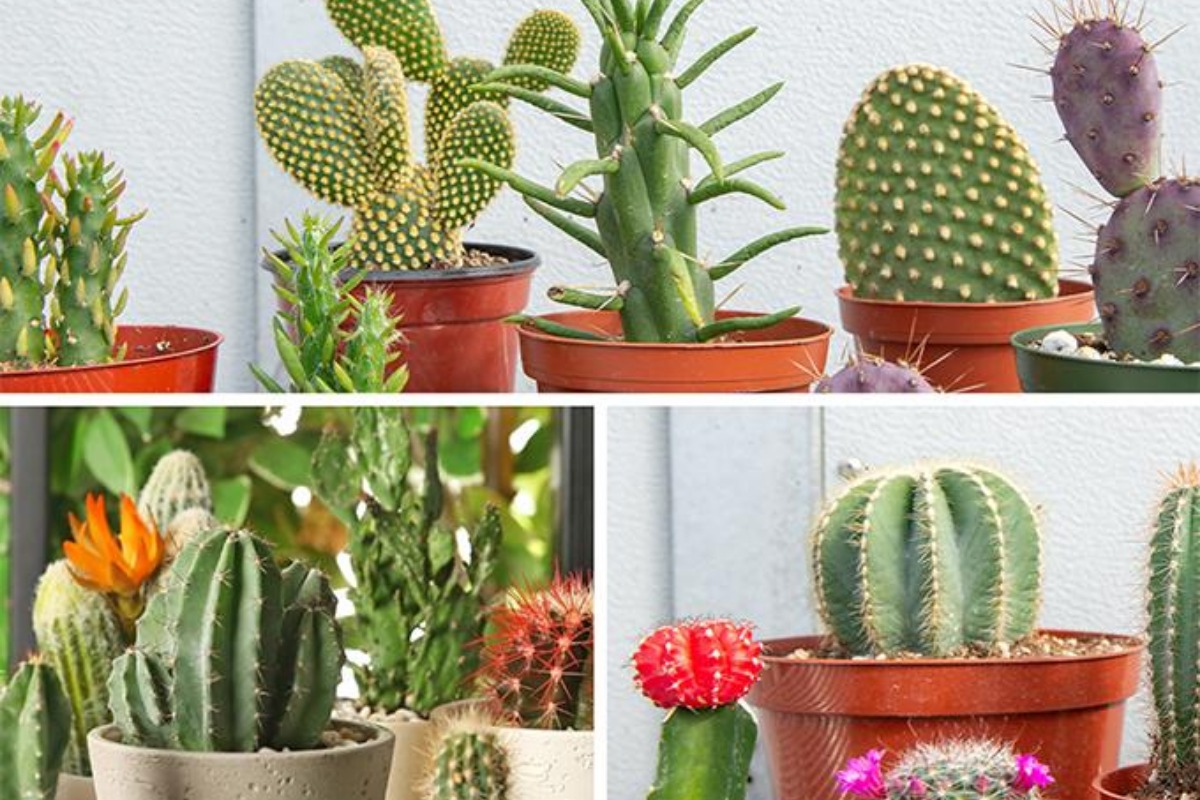 Cây Xương Rồng có tên khoa học là Cactaceae