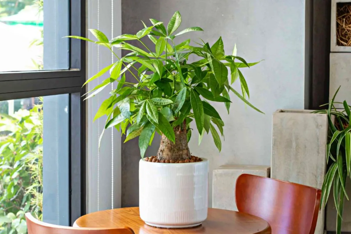 Cây cảnh biểu tượng cho một tình yêu bền chặt