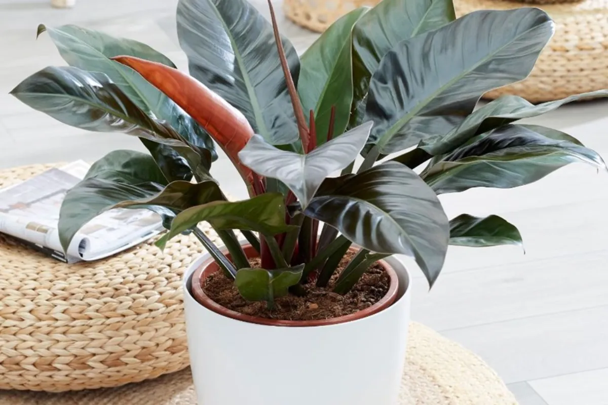 Cây cảnh biểu tượng cho quyền lực và mạnh mẽ