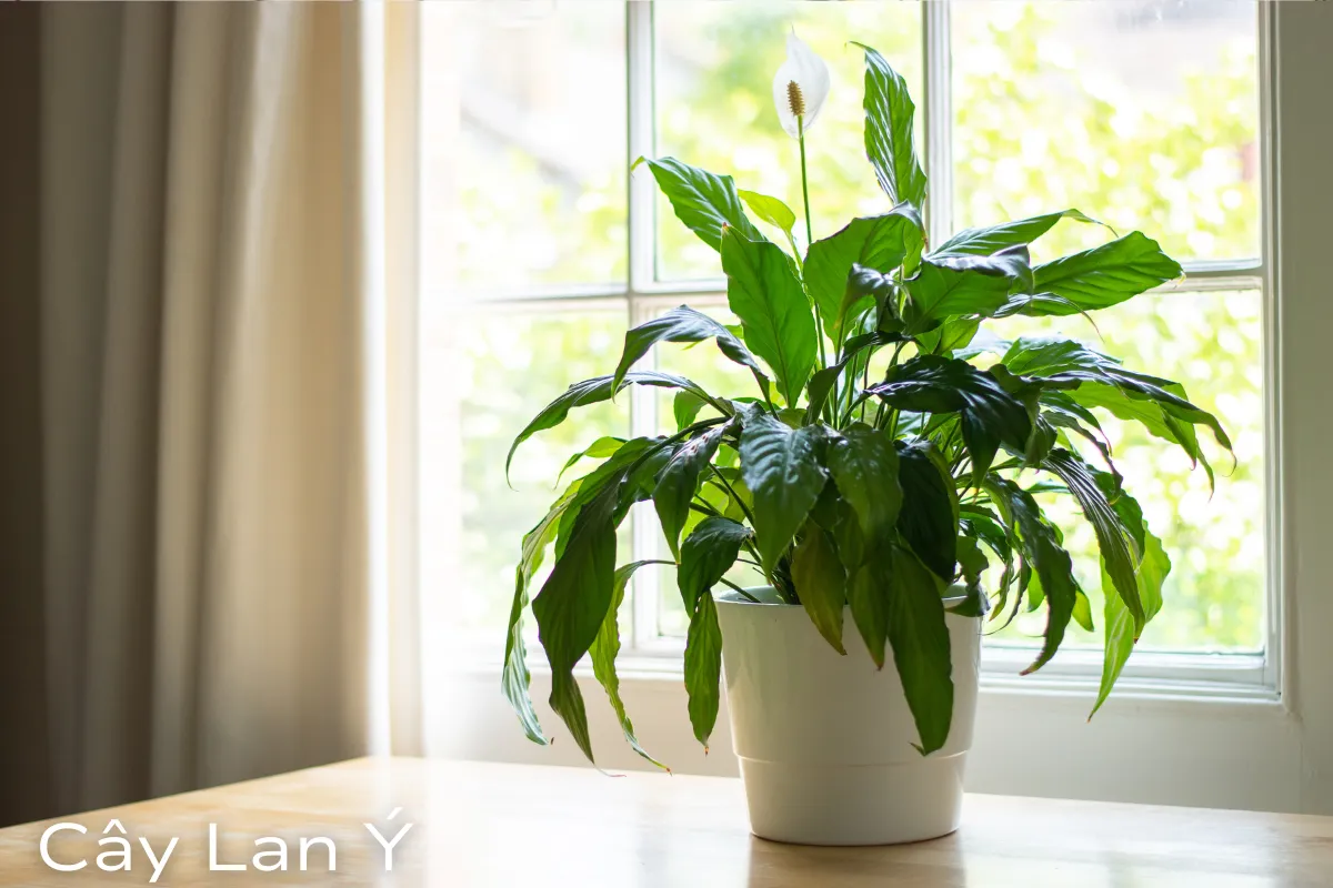 Cây cảnh để bàn làm việc Top các loài hot nhất năm 2024