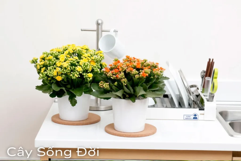 Cây cảnh để bàn làm việc Top các loài hot nhất năm 2024
