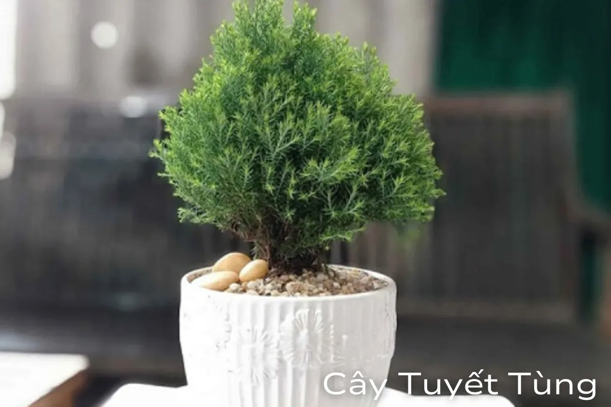 Cây cảnh để bàn làm việc Top các loài hot nhất năm 2024