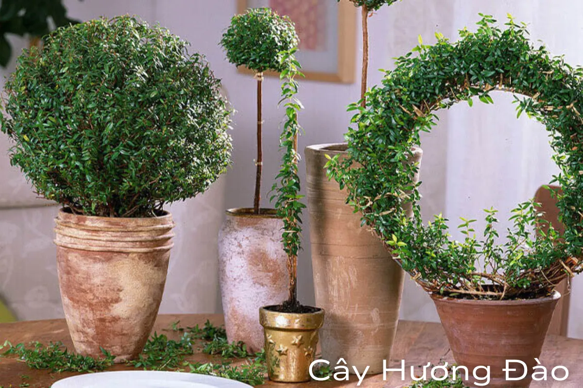 Cây Hương Đào