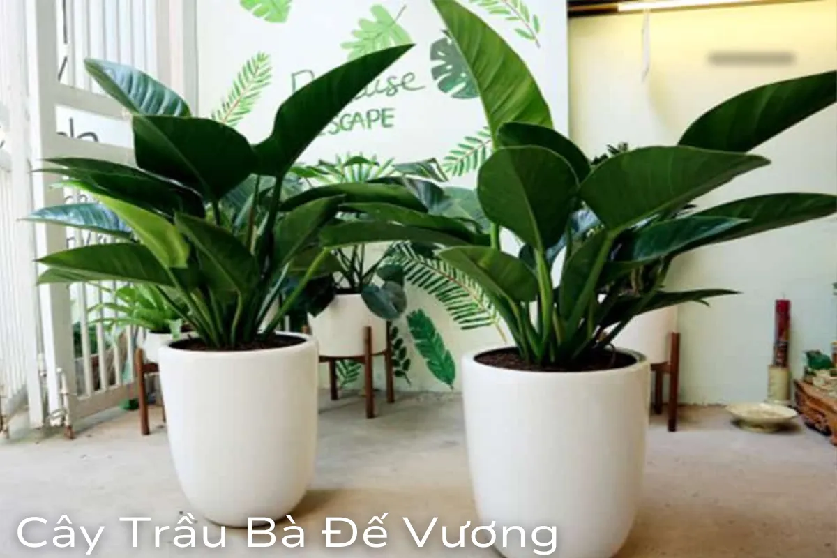 Cây cảnh phong thủy hợp tuổi giúp thu hút tài lộc cho gia chủ – phần 3 1