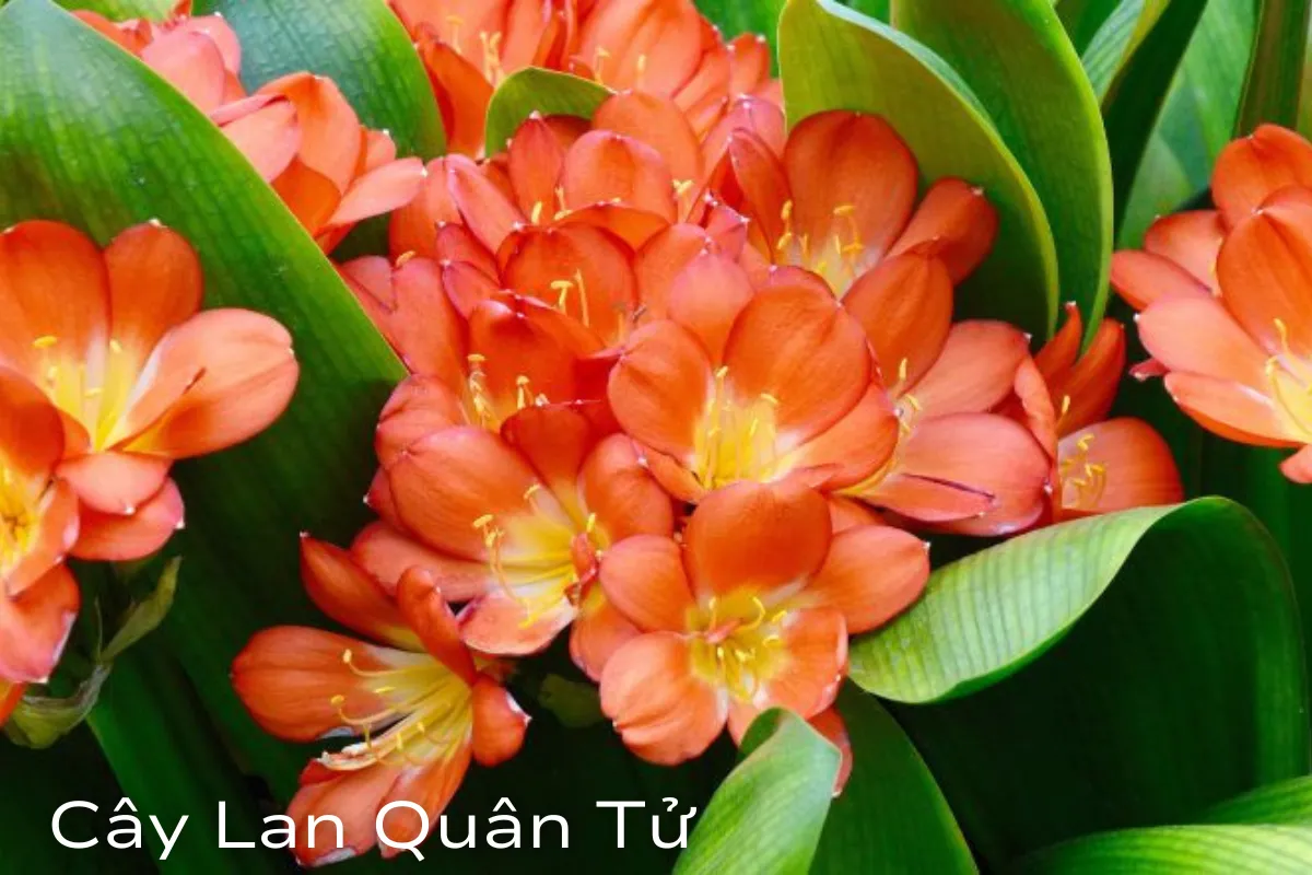 Cây cảnh phong thủy hợp tuổi giúp thu hút tài lộc cho gia chủ – phần 3 3