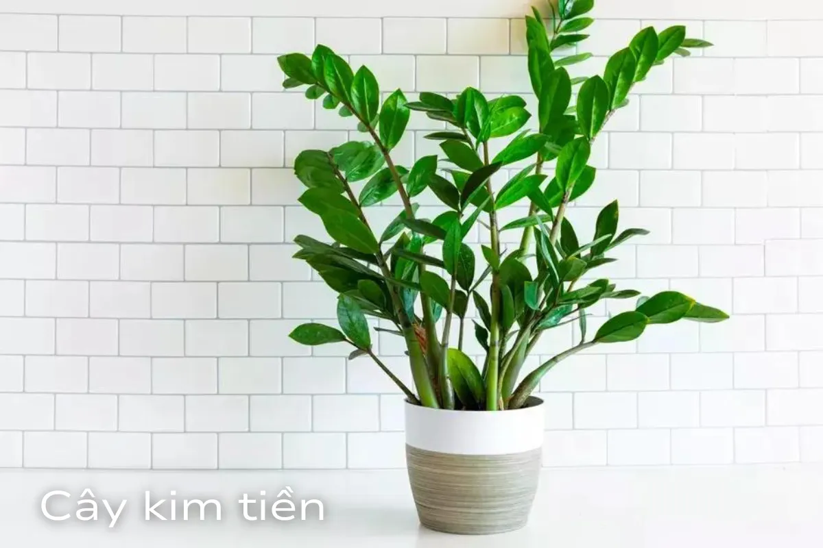 Cây cảnh phong thủy hợp tuổi giúp thu hút tài lộc cho gia chủ - Phần 1 1