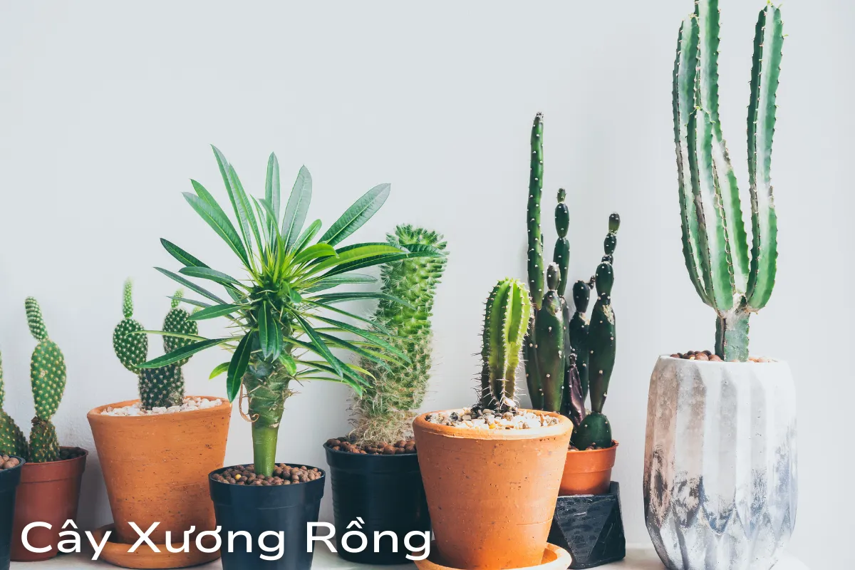 Tuổi Thìn: Cây Xương Rồng và Cây Vạn Niên Thanh